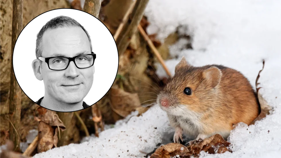 Johan Peterson är skadedjursexpert på Nomor.