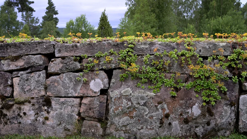 "När uppfanns angiveriet som metod för att stänga ner tilliten i ett samhälle? Nu väntar vi bara på ett förslag om en mur runt EU".
