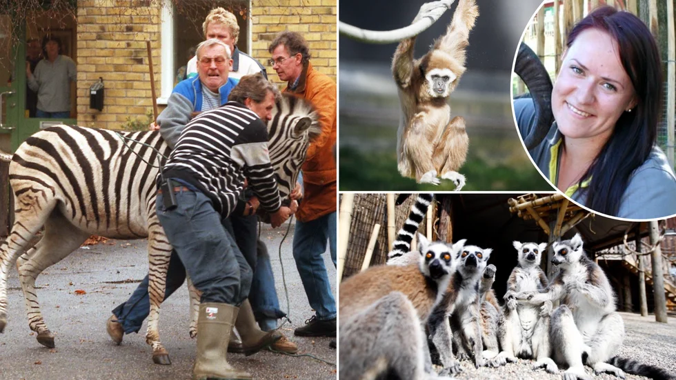 Parken zoo har haft sin beskärda del av förrymda djur. Djurparkschefen Anita Burkevica berättar om hur de arbetar i dag för att förhindra rymningar i framtiden.