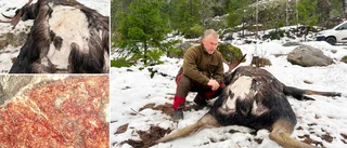 Krister kritisk till skjuten älg på hans mark: "En riktigt fin tjur"