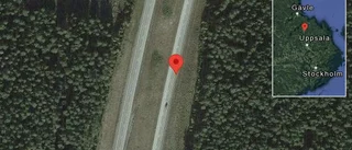 Vildsvin på vägen på E4