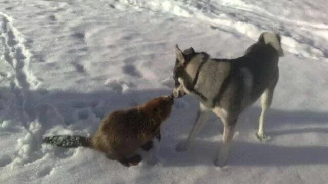 PUSS. Athos, som är en blandning mellan laika och jämthund, jagar vanligtvis älg. Men kanske kan även en bäver duga?