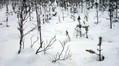 Betesskador på en ungskogsplantering i Lomträsk. Skogsägaren har ansökt om skyddsjakt på fem älgar.