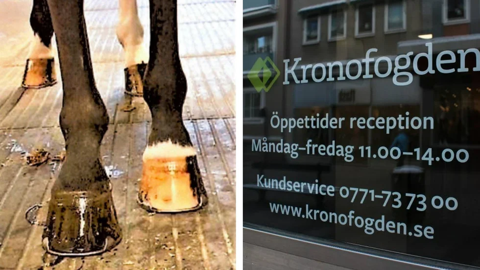 Enligt åklagaren sålde den 37-åriga kvinnan en häst som var föremål för utmätning. (Bilden till vänster är hämtad ur förundersökningen.) 