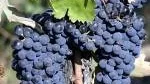 Många druvsorter. Italien hyser 100-tals egna inhemska druvsorter, vilket gör att landet kan producera mycket varierande vinstilar. På bilden montepulcianodruvor från distriktet Abbruzzo vid Adriatiska havet.