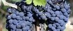 Vin: Italien – Europas hetaste vinland