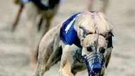 Stor industri. Greyhoundloppen är en stor industri på Irland som omsätter väldigt mycket pengar. Foto: Krister Larsson/Scanpix
