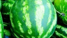 Stort bär. Egentligen är vattenmelonen ingen frukt utan ett bär som växer på en ettårig planta. Det är ett väldigt stort bär med andra ord. Och sommarens bästa törstsläckare.