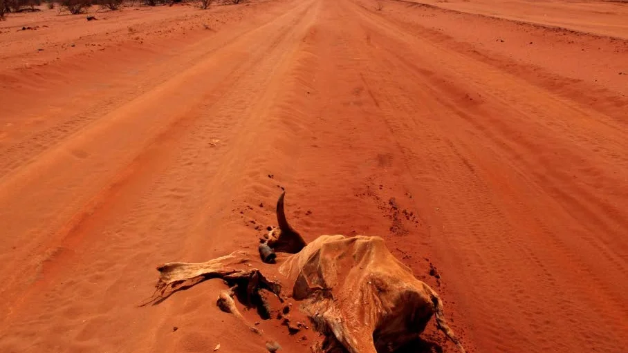 Svältkatastroferna på Afrikas horn har krävt stora humanitära insatser.