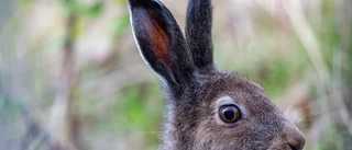 Ökning av harpest i Västerbotten