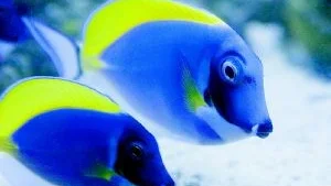 Kirurgfisk. Den vackert gulblåa Doris i "Hitta Nemo" är en kirurgfisk.