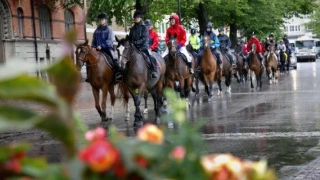 Lektionshästarna rids genom stan ut till Gränsö för sommarvila