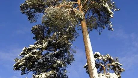 I tallarna på Nya Kyrkogården hänger knäckta grenar som riskerar att falla ner till marken när som helst.FOTO: ANDERS STEINER