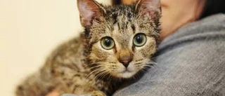 Svältande katt hittades i bilspår
