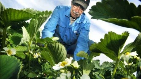 Åke Bäckström ser över plantorna som kommer att leverera årets första jordgubbar. Foto: Lisa Olaison