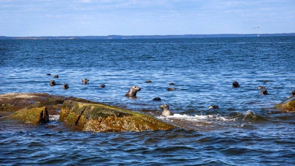 Hav. Sälar på safarit på Idö.