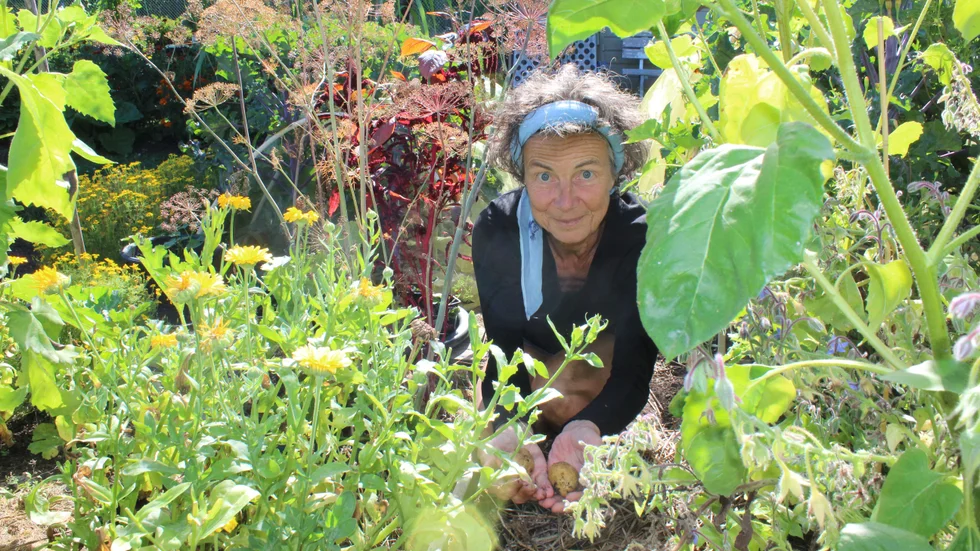 Kerstin Merkel i grönskan på sin kolonilott i Västervik, där hon odlar mycket gott att äta.