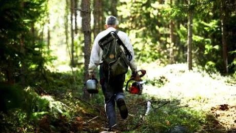 Skogssällskapet utlyser tillsammans med fyra närstående stiftelser tolv miljoner kronor till forskning om skog och naturvård.Foto: Scanpix