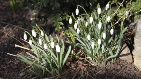 När snödropparna blommat över är det dags att gräva upp plantan och fördela lökarna på nya platser i trädgården. Foto: Gunnel Carlson