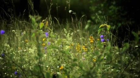 I jordbruksverkets databas Tuva kan man hitta fram till midsommarblommorna och mycket annat i vår natur. Foto: Hasse Holmberg/Scanpix