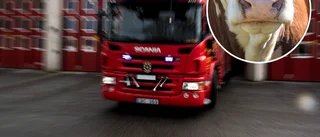 Tjur i nöd ledde till insats vid Öster Malma – blåljuspersonal fick kallas in