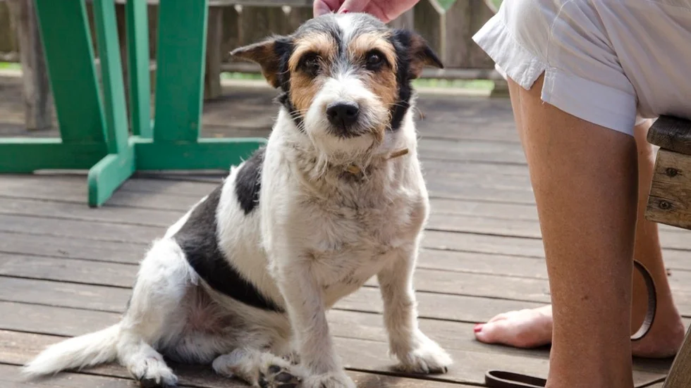 Jack Russelhunden Lasse i Hållsta är nu hemma igen efter att ha varit borta i flera dygn. "Tack vare grannarna."