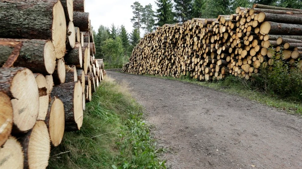Skogen kommer kanske inte kunna lösa allt, utan oljan kanske måste ersättas med inte bara ett utan tio olika nya alternativ.