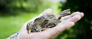 Rovfågel ramlade in med byte