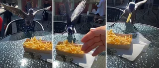 Kajornas kalas på torget blir allt vildare