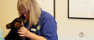 Akut brist på veterinärer: "Sedan pandemin har det varit kaotiskt"