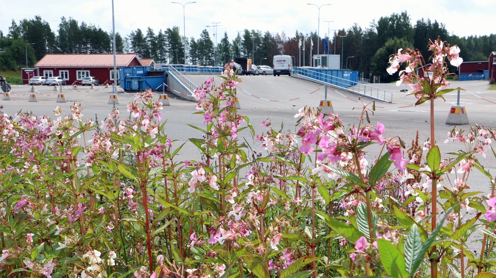 Ett stort bestånd av jättebalsamin blommade i förra veckan inne på Bredviksbergets område.