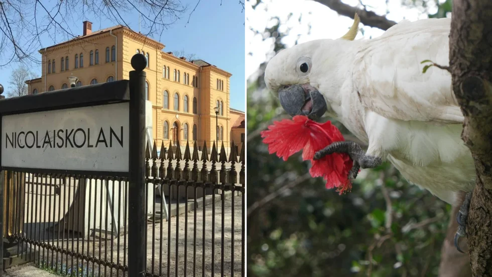 En kakadua, dock inte pippin på bilden, har skådats vid två tillfällen i centrala Nyköping under torsdagskvällen. Senast sågs den gå runt och käka gräs vid skateparken på gamla Nicolaiskolans skolgård.