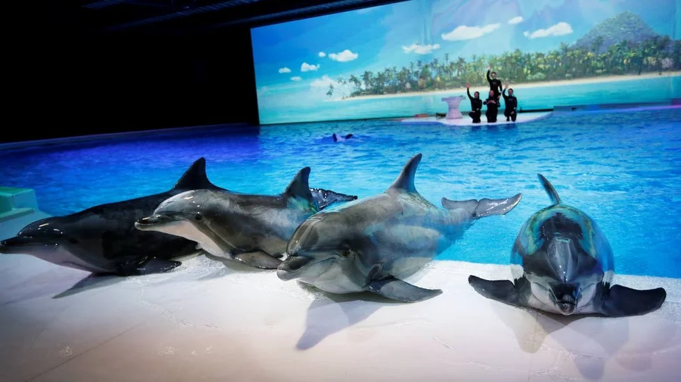 Delfinariet är stäng tills vidare och delfinshowen Hope inställd helgen ut. Här en bild från den tidigare föreställningen Life.