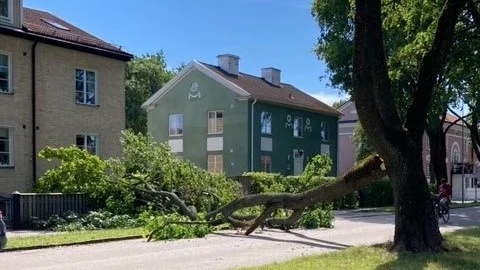 Trädet ligger mitt över gatan, men ingen skadades i samband med fallet. 