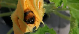 Läsarbilden: Mums sa humlan!               
