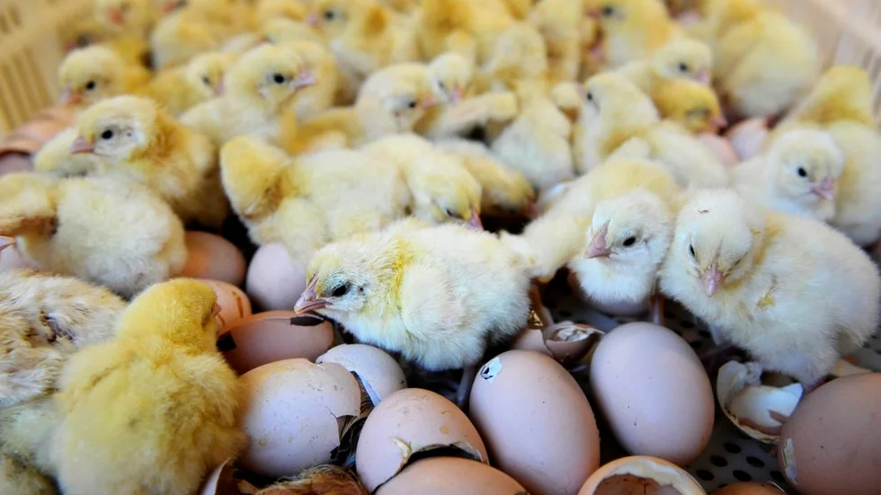 Svensk Fågels märkning är ingen trovärdig garanti för minskad antibiotikaresistens, skriver Djurens Rätt.