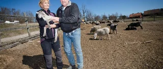 Nyfikna lamm ser fram emot sommarbetet
