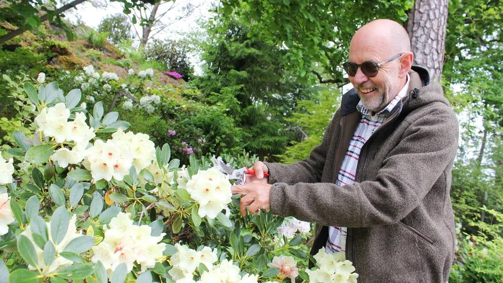 Inte helt enkel att stava till, men väldigt vacker att se på. – Rhododendron är en favorit, säger Leif Moby.