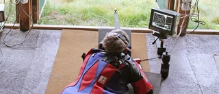 Nyköpings högstadium-skytt radar upp SM-medaljer