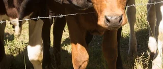 Släpp ut kossorna och stäng in charlatanerna!