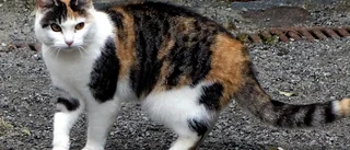 Ensamma katter omhändertogs
