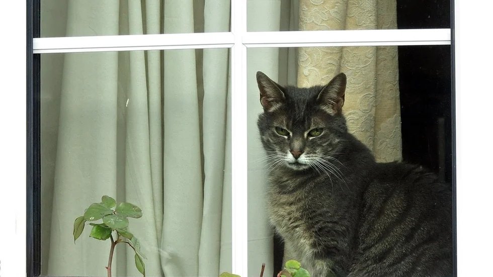 Vem är katt nog för att få sväng på regeringsbildningen? FOTO: KIRSTY WIGGLESWORTH