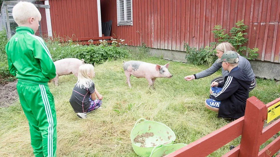 Många av djuren är nu på plats vid Djulö 4H.