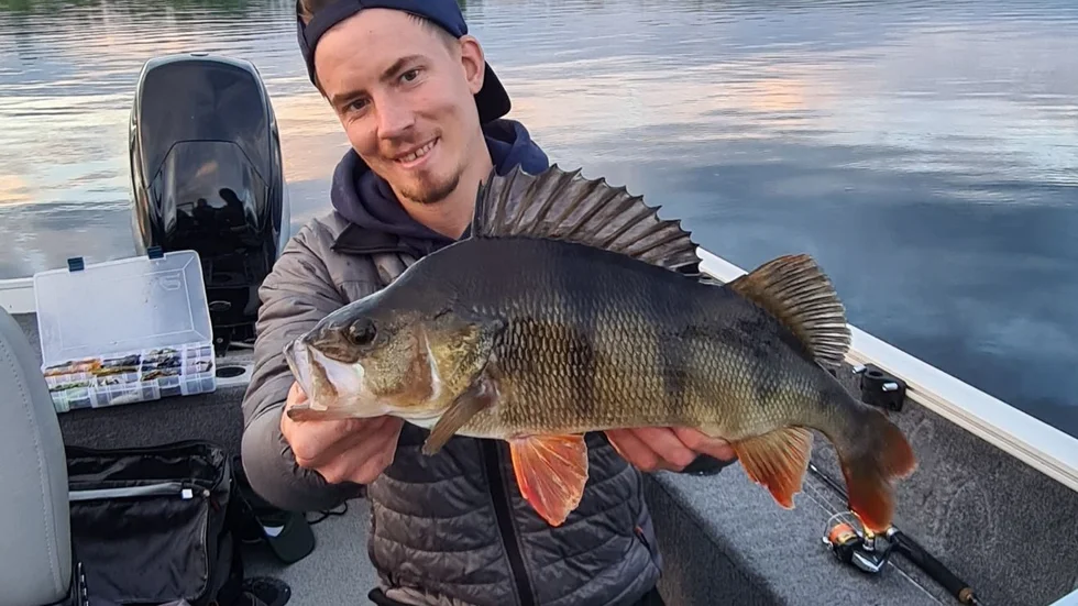 Tobias Hellman från sportfiskarna region Norr håller i dagens abborrtävling i centrala Luleå. Återstår att se om någon får upp lika stora "borrar" som på bilden.