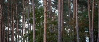 Insändare: Sluta skövla skogen i Kjula