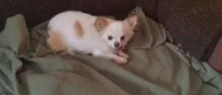 Hunden Diva är på rymmen
