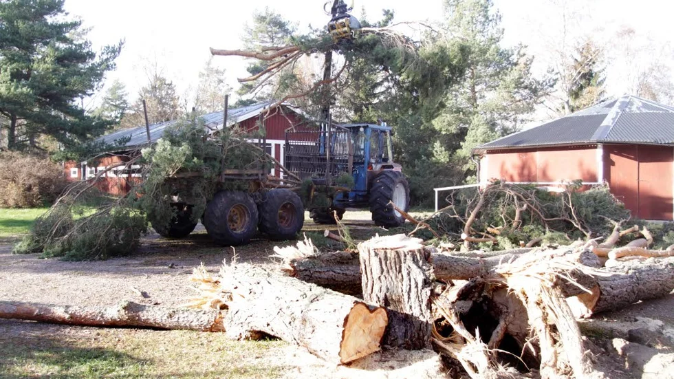 Träden föll som furor när Knud besökte Granforsens festplats. Nu röjs oredan upp av Lennart Gustafsson och Bendt Wågman.