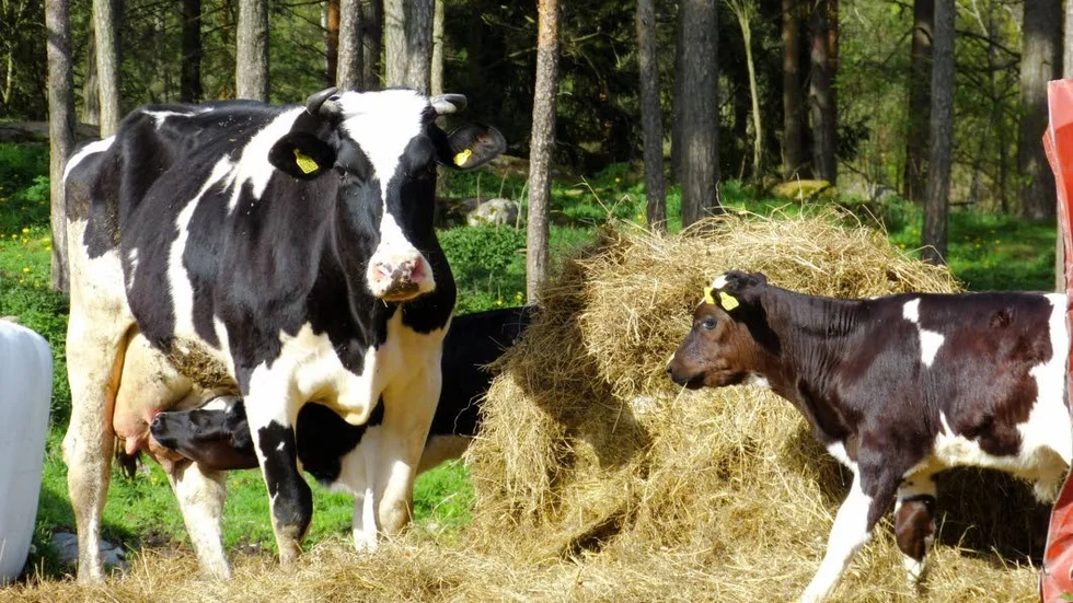 En bonde i Vimmerby åtalas för brott mot djurskyddslagen. Bilden är tagen på en annan lantgård.