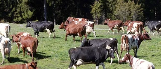 Därför kan kosläpp vara farligt