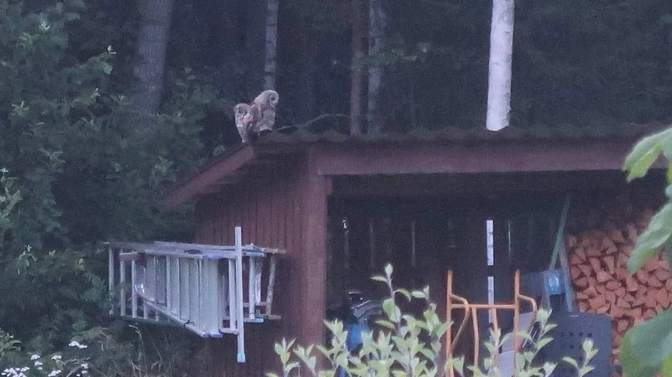 "Det var som att vi var på Kolmårdens fågelshow", berättar Daniel Klockgärd om sitt möte med pärlugglorna.